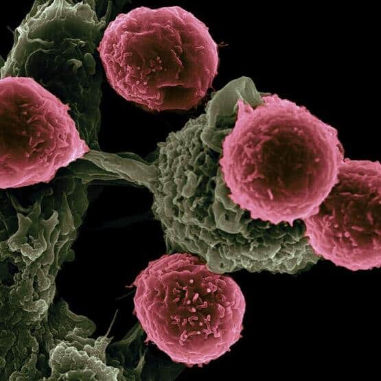 Image of blood cells