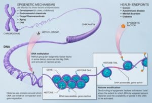 Anti-chromatin antibodies attach to chromatin in lupus patients