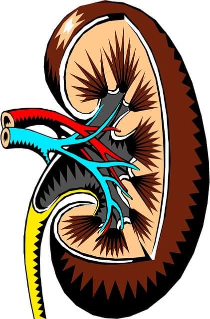 Anatomical drawing of a kidney with artery, vein, and ureter