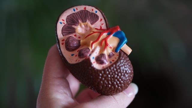 Model of the kidney