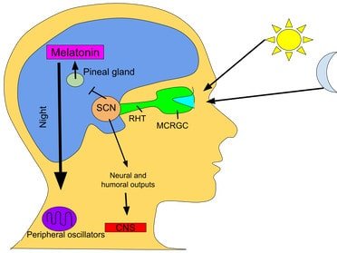 Melatonin being produced by the pineal gland in lupus