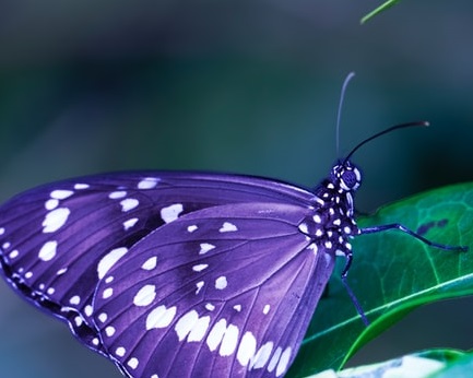 Purple butterfly