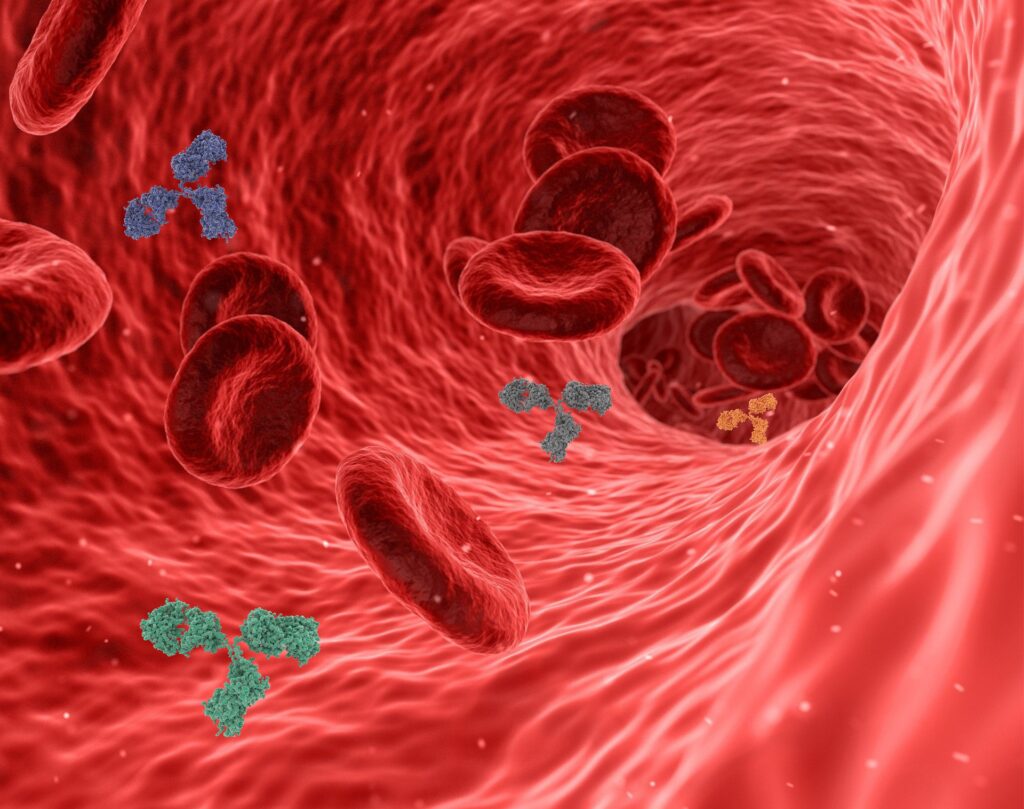 blood vessels vascular with red blood cells floating inside an artery
